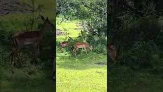 #shorts #short #fannyanimals #fannymoments #animals #youtubeshorts #youtubeafrica #thebestdj  #best