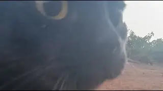 🌅 🐦 YOGADANCER Sungaze 😺🐕