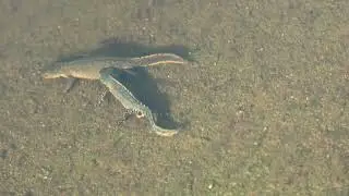 [4K] Alpenwater Salamanders Soesterberg 24 03 22