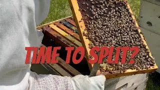 First Full Bee Hive Inpection/Can I Split
