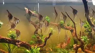 Аквариум с альтумами от Lo's Fish Store - Discus Farm