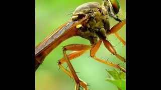 Michotamia aurata, male. Insects Diptera family Asilidae are commonly called robber flies.