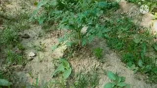 APPLE GOURD/TINDA   Organic Summer vegetables harvest