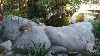 Tips on how to turn your garden  into your sanctuary! Easy, and very cost effective.