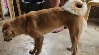 THE SURVIVAL ANIMALS#doglover#dancingdog#nativedogs#animalslover#vacationvlog#philippines2023