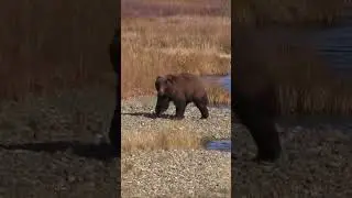 Alaska brown bear up close and personal! #hunting #bear #brownbear #bearhunting #alaskaadventure