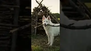 Ze heeft een HUT gebouwd 😳🪵 | Bigfoot snapt z&rsquo;n hond niet meer 😂 | Vlog met Nisha 🐶