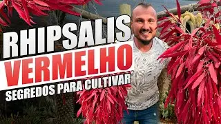 Planta PENDENTE de SOL PLENO e colorida | Conheça e aprenda cultivar