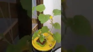 Kratky system watermelon
