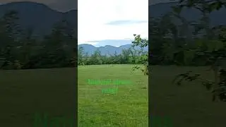 &ldquo;Green Hush&rdquo;🌲