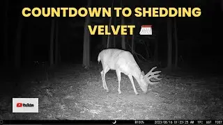 Big Velvet Buck Checks Out the New Mineral Site | Trail Cam Video