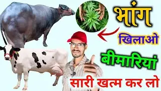 Bhang/भांग🌿से करें पशुओं कि कई बीमारियों का इलाज ! HADA VETS CLUB ||