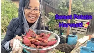 🍠 Sweet Potato Harvest Wins (and Lessons!) | Container Gardening for Beginners