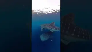 Watch full video here ⬆️⬆️⬆️  #travel #whaleshark #whalesharks #whalesharkwatching