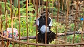 Kích chòe đất hót căng lửa, luyện chòe đất hót hay