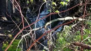 Amazing Athletic Cat Jumps Across A Fast Moving Stream