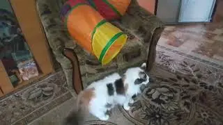 ВСЕ ДЕРУТСЯ И ДЕРУТСЯ!👀🙀ЗАВИСТЬ ПЛОХОЕ ЧУВСТВО!😼