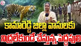 కామారెడ్డి జిల్లాలో పెద్దపులి సంచారం..| Tiger Hulchul in Kamareddy District | @Sumantv-Nizamabad