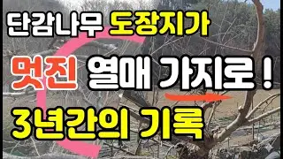 [506] 단감나무 도장지, 3년 기다렸더니 멋진 결과지가 됐습니다