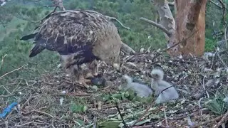 Eastern imperial eagles | Mom eagle feeding today's first breakfast to both eaglets | June 8, 2024