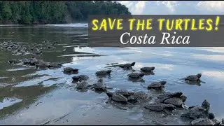 Volunteering In Costa Rica Helping Save Endangered Turtles | Reserva Playa Tortuga.