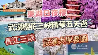 武漢櫻花三峽精華五天遊 | 武漢大學櫻園 | 長江三峽 | 東湖日夜櫻