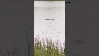 Gator in the Rain 🐊 #shorts #animals