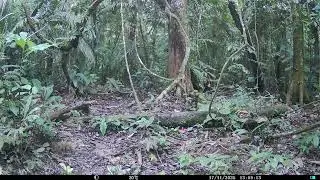 Puma (Puma concolor) at Forest Clearing - Napo Moist Forests