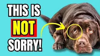 If Dogs Look GUILTY, This Is What It Really Means