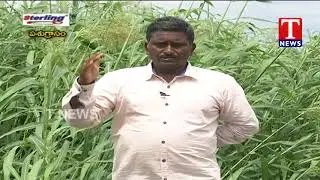 Chenu Chelaka | CSC 33MF Fodder Cultivation by Nadendla Brahmaiah | TNews Telugu