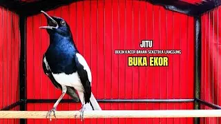 PANCINGAN KACER bahan SUSAH bunyi, KACER GACOR NGEPLONG bikin KACER MANAPUN ikut GACOR