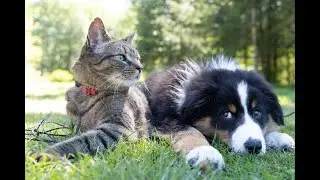 Having pets and 4 big advantages | My Blissful Pet 😽  🐶 🐾