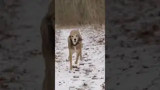 Happy Saalim the saluki running in the snowy forest