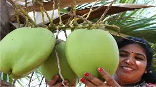NATURAL ENERGY DRINK | FRESH TENDER COCONUT WATER | HEALTHY VILLAGE FOOD