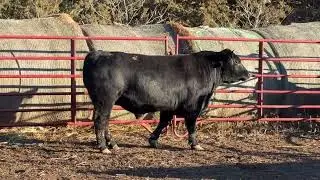 CFA Lot 13 470