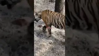 unique stripes of tiger #trendingshorts #viralshort #camouflage #tigerfact #wildlife #wildanimals