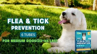 How to Keep Your Dog Happy and Flea Free!