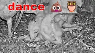Barn Owl Babies Do the Poopy Dance &mdash; Adorable Animal Moments 🦉