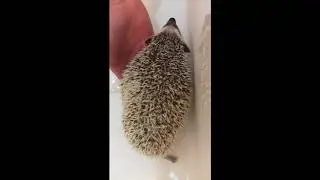 How To Give A Hedgehog A Bath