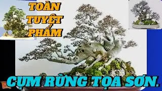 CHIÊM NGƯỠNG TOÀN NHỮNG TUYỆT PHẨM BONSAI CỤM RỪNG TỌA SƠN #bonsai