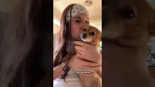 My angel! #preppy #trend #fypシ #goviral #dog #cute