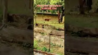 #Alipore  Zoological Garden 2026🌿Exploring Alipore zoo😱 Tickit price -₹50 #viralshorts #Tranding