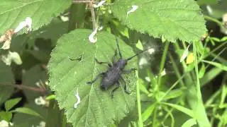 Morimus asper femelle