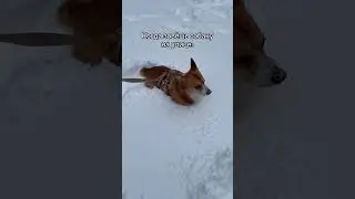 Он вставать вообще собирается? 😂