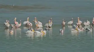 ПЕЛИКАН