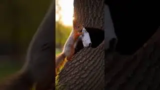 Funny Squirrel Suit! Cute Animal Moments - Gentleman Squirrel (8K)