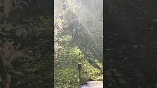 Fall flying bugs?