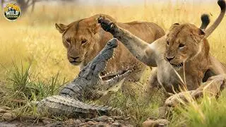 Lions vs Crocodiles: The Ultimate African Survival Battle