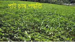 পাট চাষ পদ্ধতি ও পরিচর্যা | Jute cultivation methods and care