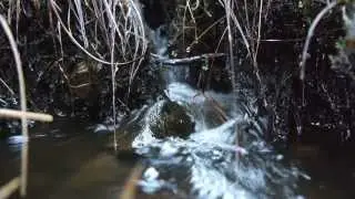 Moss Bog Stream